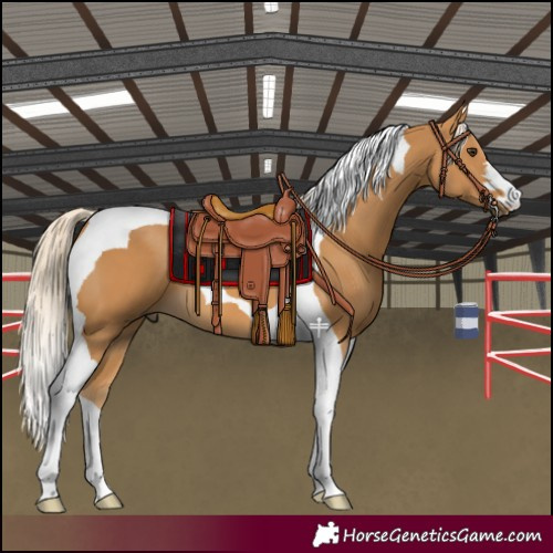 Horse Color:Palomino Tobiano