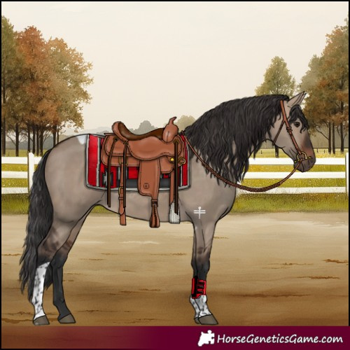 Horse Color:Brown Dun Tobiano