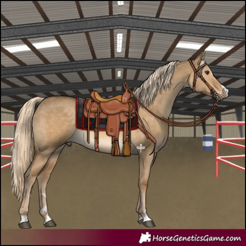 Horse Color:Chocolate Palomino Dun
