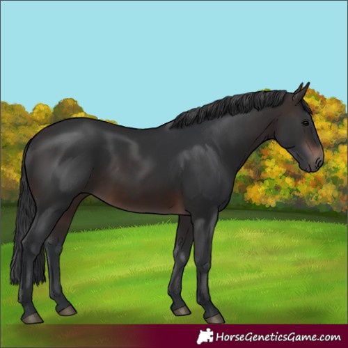 Horse Color:Unknown 