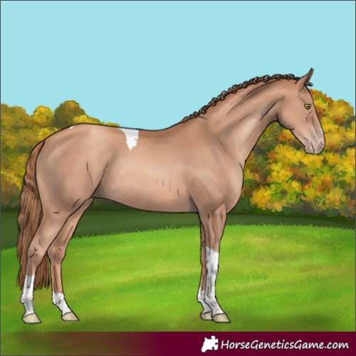 Horse Color:Gold Champagne Tobiano Rabicano