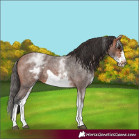 Horse Color:White Spotted Bay Roan Frame