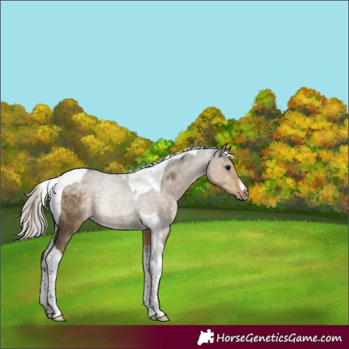 Horse Color:White Spotted Silver Smoky Grullo Tobiano Rabicano 