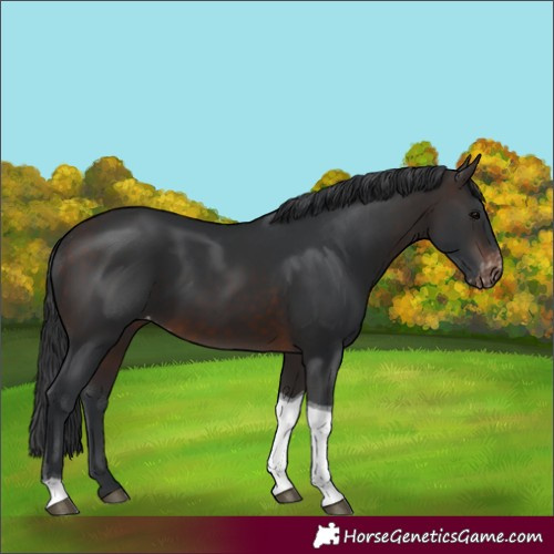 Horse Color:Brown Tobiano Appaloosa 