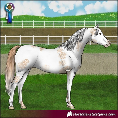 Horse Color:White Spotted Red Dun Splash Tobiano