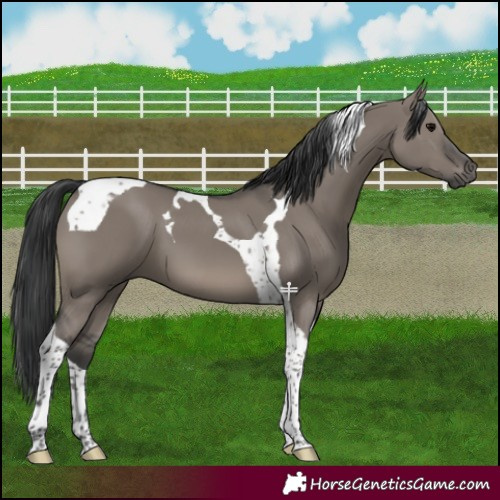 Horse Color:Grullo Tobiano