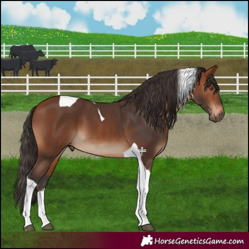 Horse Color:Bay Tobiano
