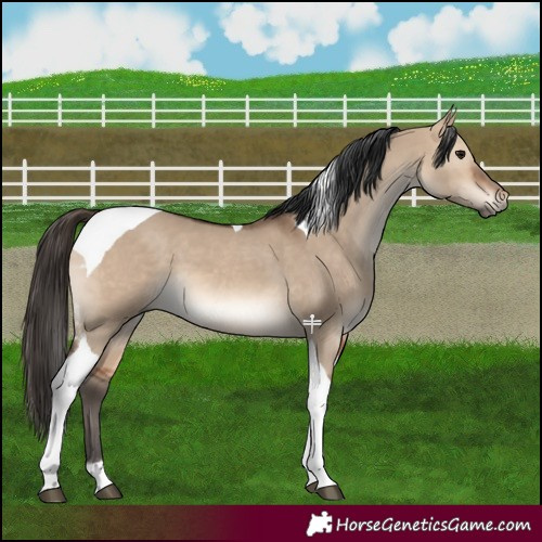 Horse Color:Bay Dun Tobiano 