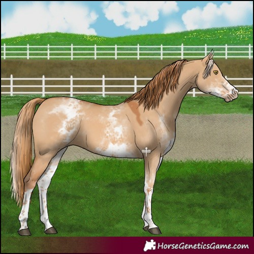 Horse Color:White Spotted Red Dun Tobiano