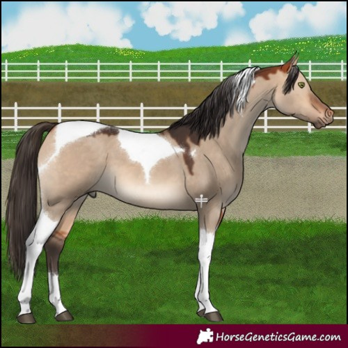 Horse Color:Bay Dun Tobiano 
