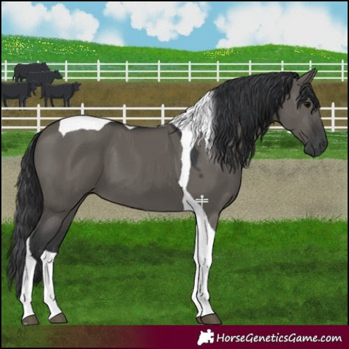 Horse Color:Grullo Tobiano
