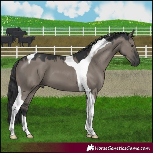 Horse Color:Grullo Tobiano