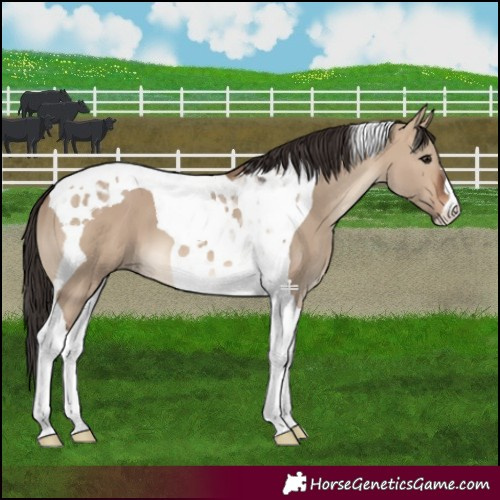Horse Color:Brown Dun Tobiano