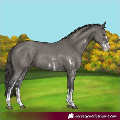 Horse Color:Unknown 