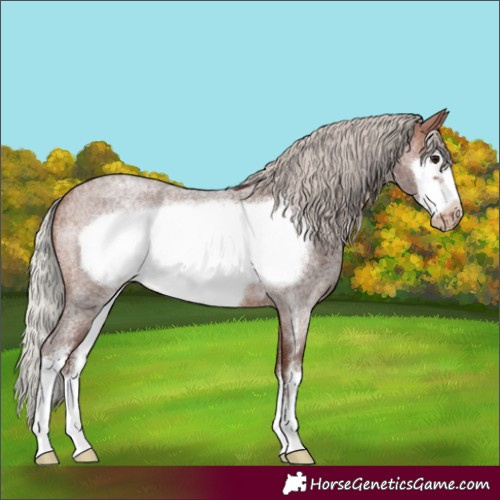 Horse Color:Silver Bay Roan Sabino Frame Varnish
