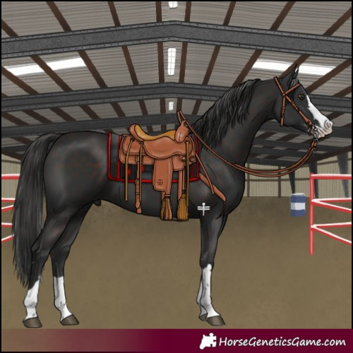 Horse Color:Liver Chestnut Splash Rabicano