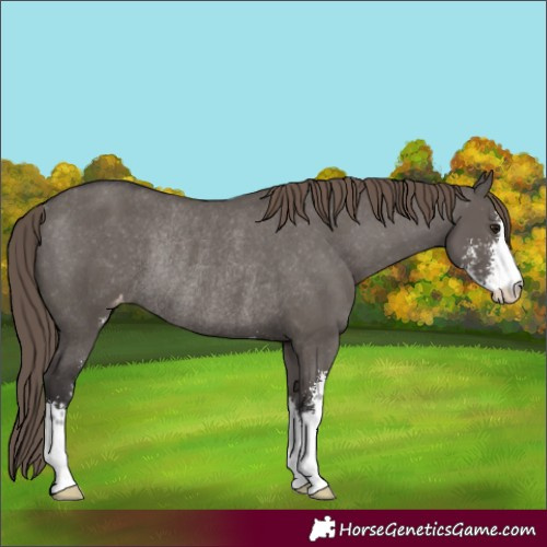 Horse Color:Smoky Grullo Sabino Varnish Rabicano 