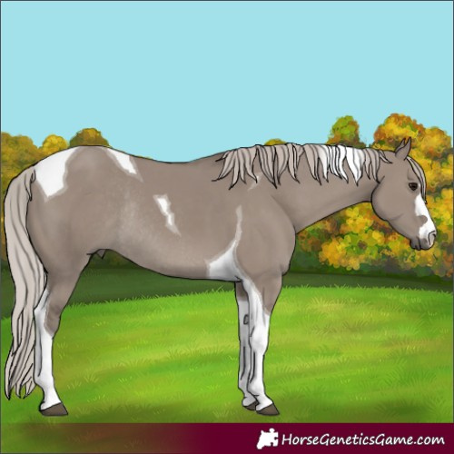 Horse Color:Silver Grullo Tobiano Rabicano 