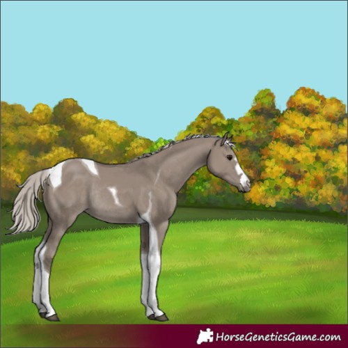 Horse Color:Silver Grullo Tobiano Rabicano 