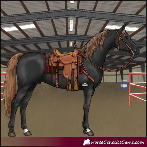 Horse Color:Liver Chestnut 