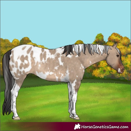 Horse Color:White Spotted Brown Dun Tobiano Appaloosa Rabicano 