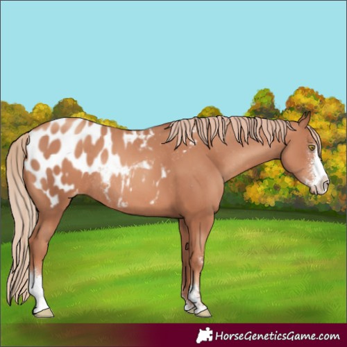 Horse Color:Gold Champagne Sabino Appaloosa Rabicano