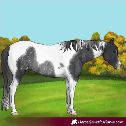 Horse Color:Black Tobiano Varnish Rabicano