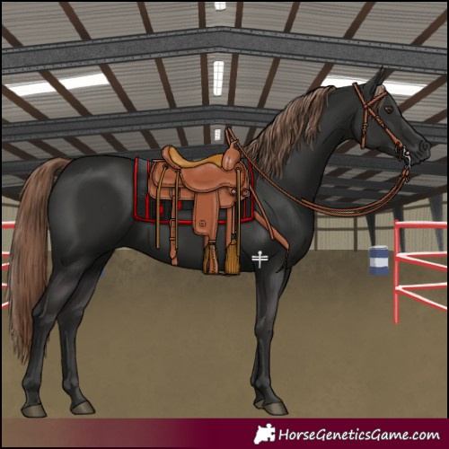 Horse Color:Liver Chestnut 