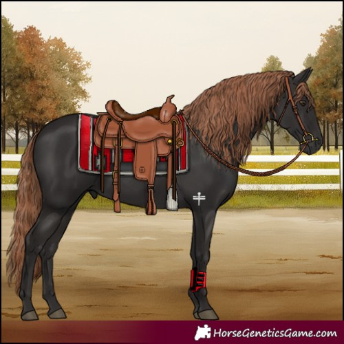 Horse Color:Liver Chestnut 