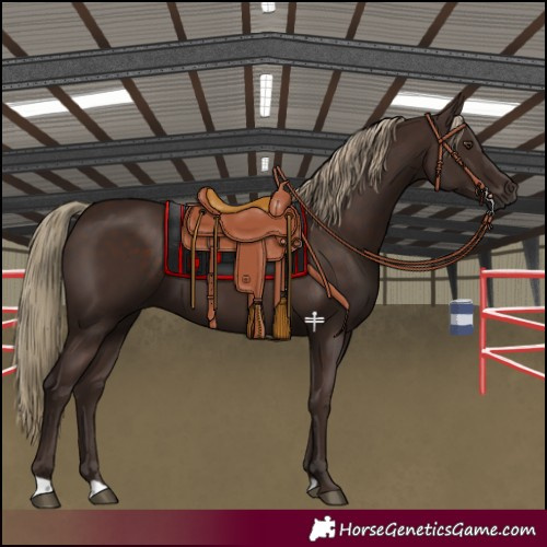 Horse Color:Liver Chestnut