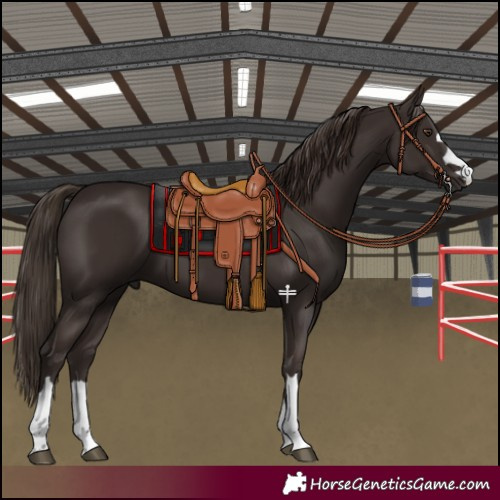 Horse Color:Liver Chestnut