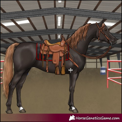 Horse Color:Liver Chestnut 