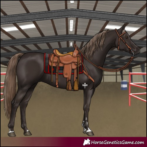 Horse Color:Liver Chestnut 