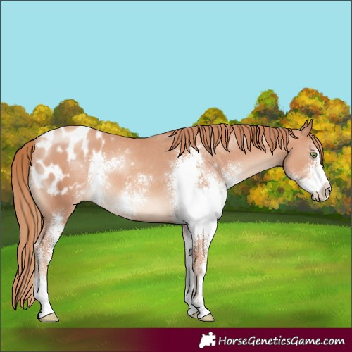 Horse Color:Gold Champagne Sabino Appaloosa Rabicano