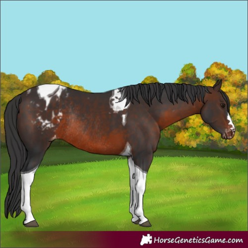 Horse Color:Brown Tobiano Appaloosa Rabicano