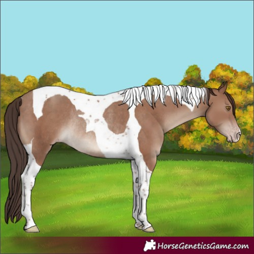 Horse Color:Classic Champagne Tobiano Rabicano 