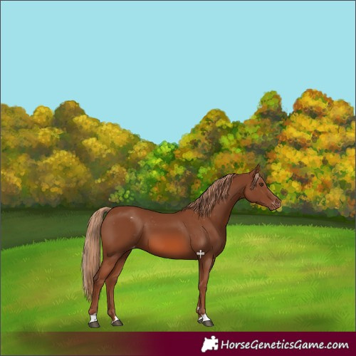 Horse Color:Chestnut Appaloosa