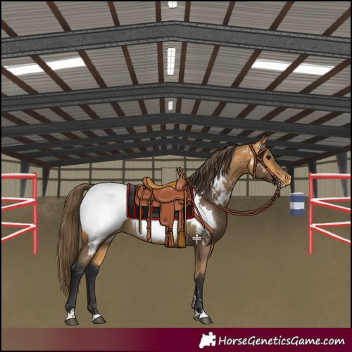 Horse Color:Buckskin Appaloosa 