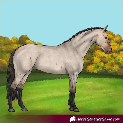 Horse Color:Bay Roan Dun