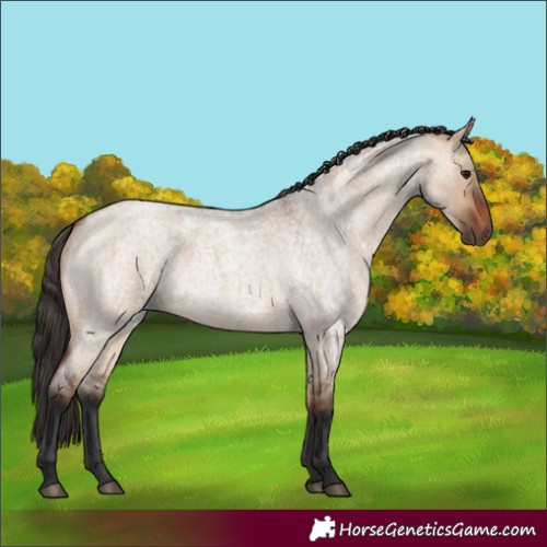 Horse Color:Bay Roan Dun 