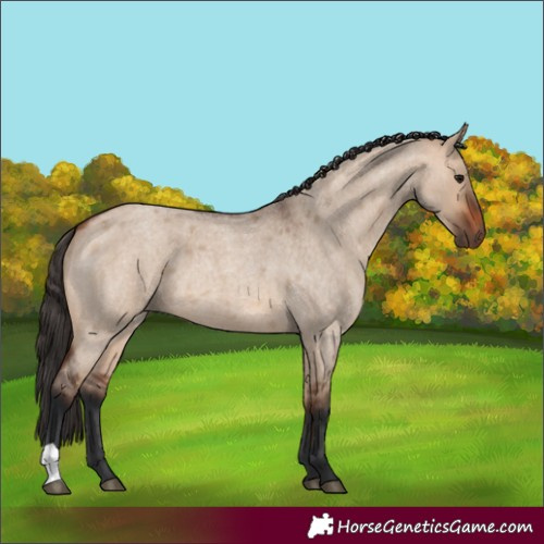 Horse Color:Bay Roan Dun