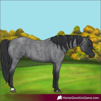 Horse Color:Blue Roan