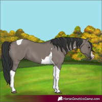 Horse Color:Grullo Splash Tobiano