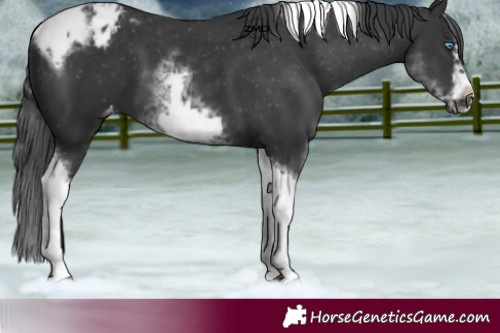 Horse Color:White Spotted Black Splash Tobiano Frame Varnish 
