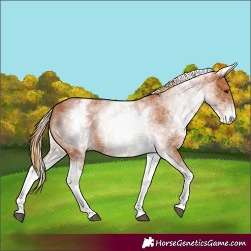 Horse Color:White Spotted Chestnut 