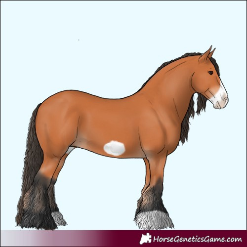 Horse Color:Bay Frame 