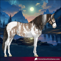 Horse Color:Amber Champagne Sabino Tobiano Appaloosa  and Gray Amber Champagne Sabino Tobiano Appaloosa 