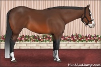 Horse Color:Bay Splash
