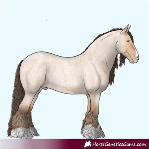 Horse Color:Amber Champagne Roan 