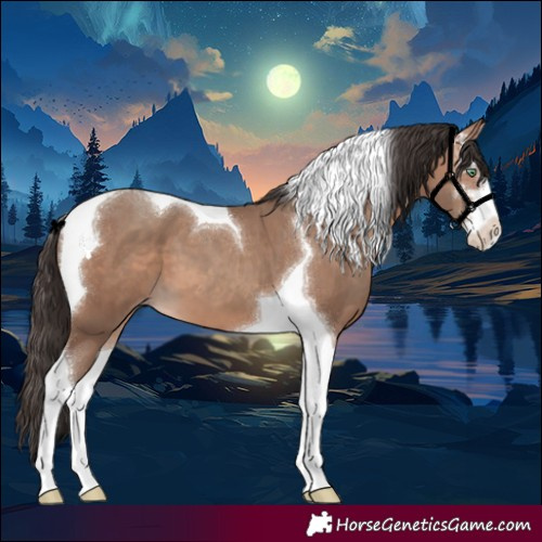 Horse Color:White Spotted Sable Champagne Tobiano 